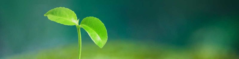 Am I Growing? a sermon by pastor chad stuart at spencerville church in silver spring, maryland